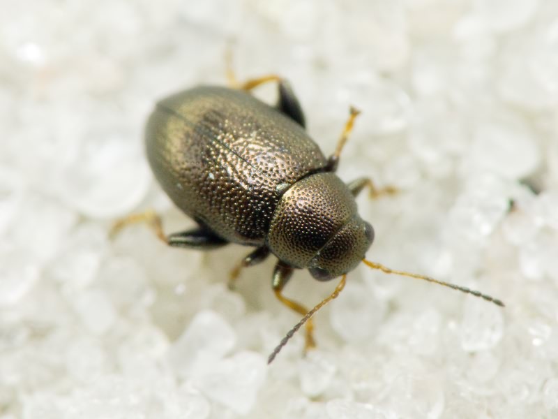 Chaetocnema hortensis (Geoffroy, 1785)